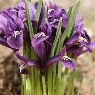 Iris reticulata